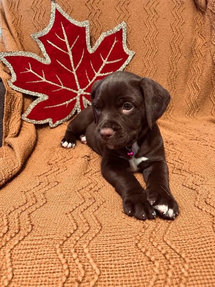 Sleepy, Adoptable, Puppy Female English Springer Spaniel.