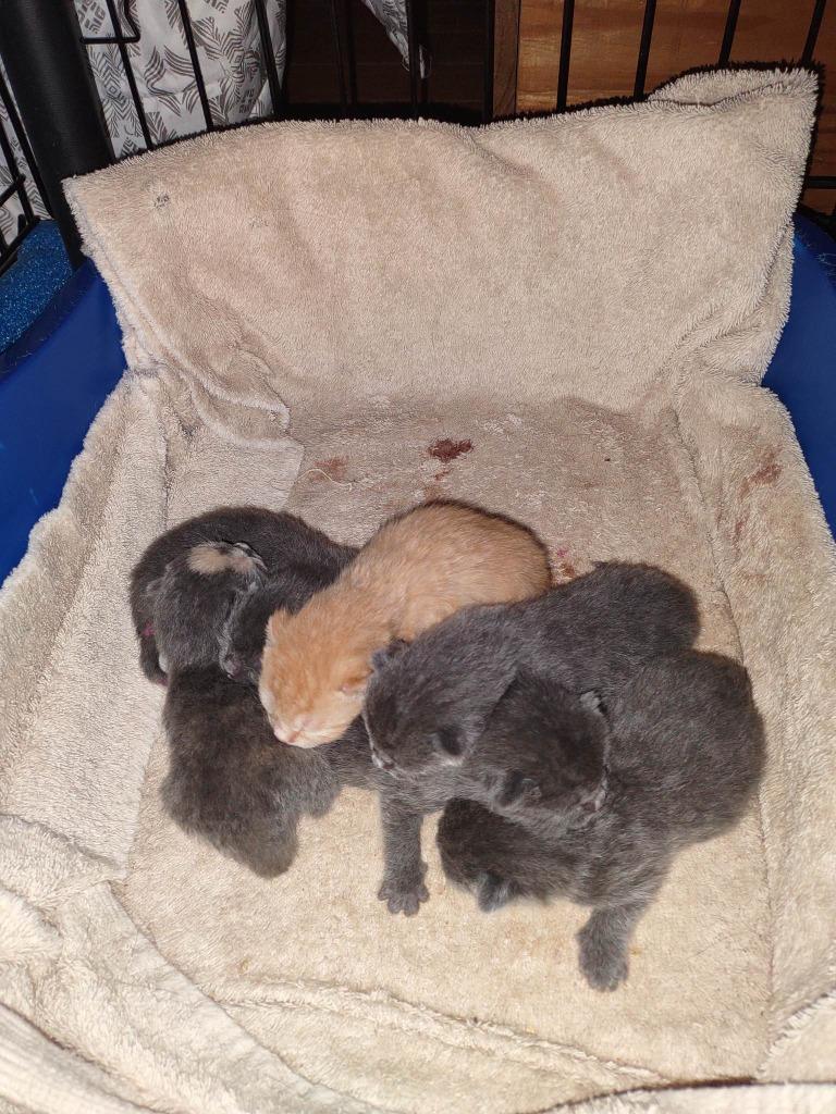 CK #2 purple collar, Adoptable, Kitten Male Domestic Short Hair.