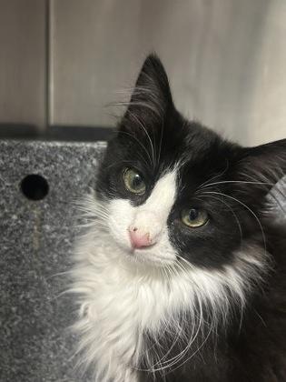 2478B Dustin - Barn Cat, Adoptable, Young Male Domestic Medium Hair & Domestic Short Hair.