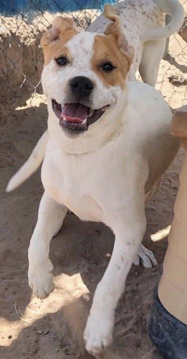 OZZIE, a Adoptable mixed breed in Pena Blanca, NM image 3/11
