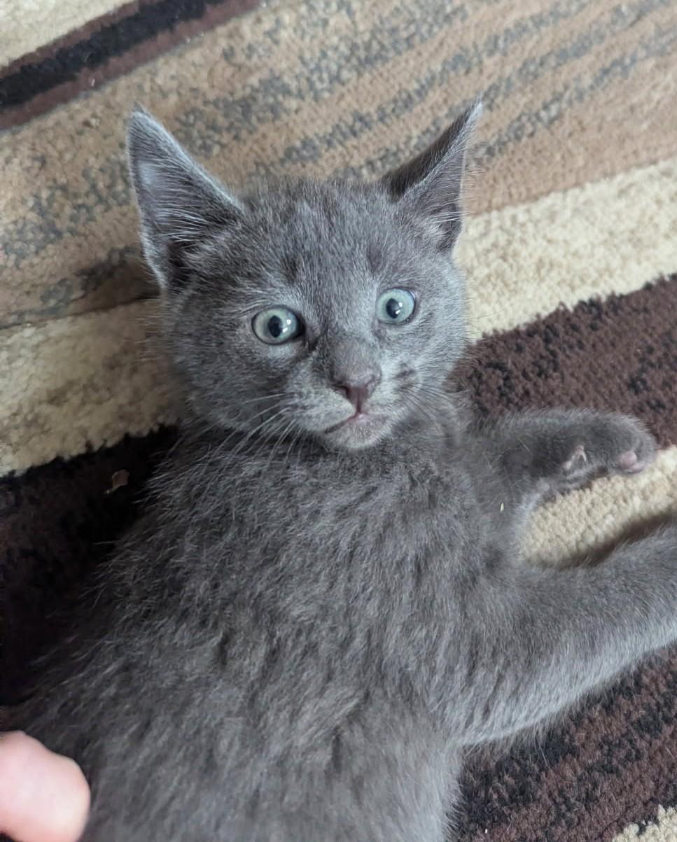 Enlarge Cosmos (Bonded to Sonic), an adopted mixed breed in Ypsilanti, MI image 1/4
