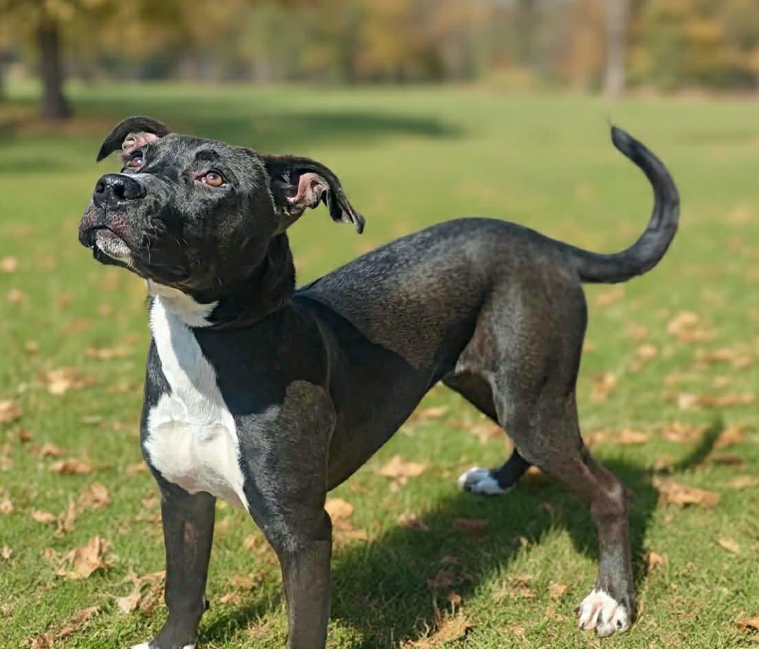 Lucy 26/569, Adoptable, Puppy Female Terrier.