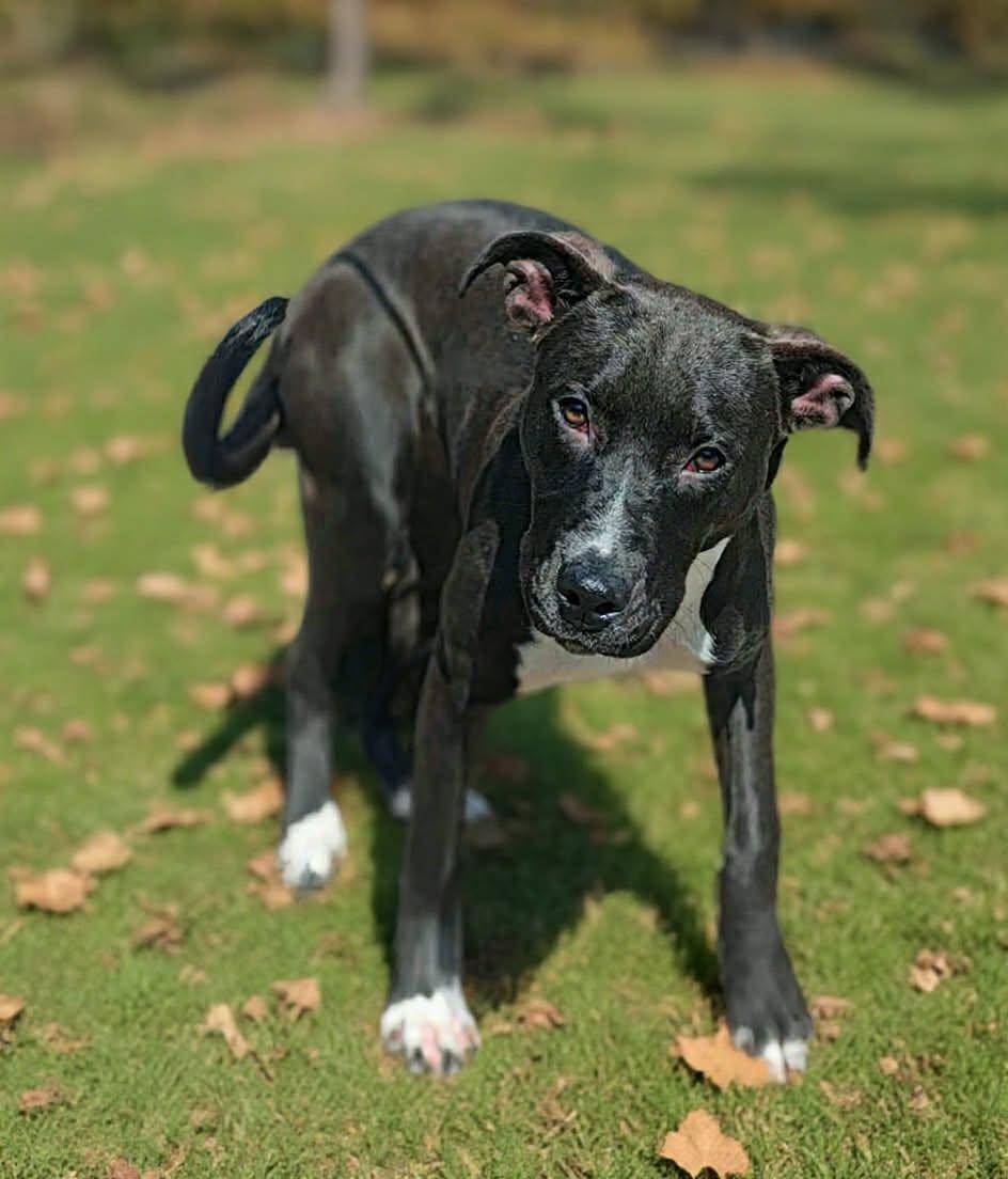 Enlarge Lucy 26/569, a Adoptable Terrier in Talladega, AL image 2/3