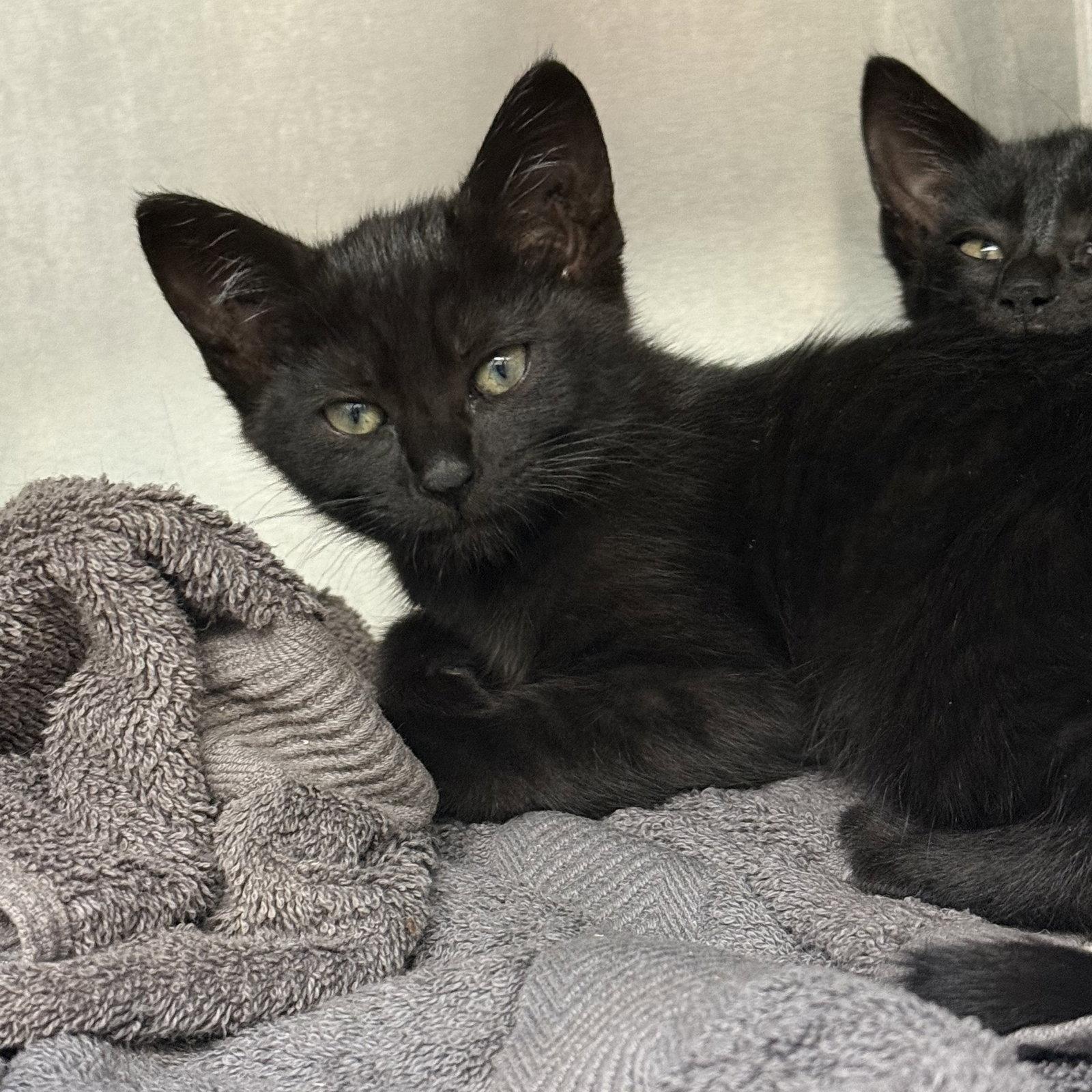 Pluto, Adopted, Kitten Female Domestic Short Hair.