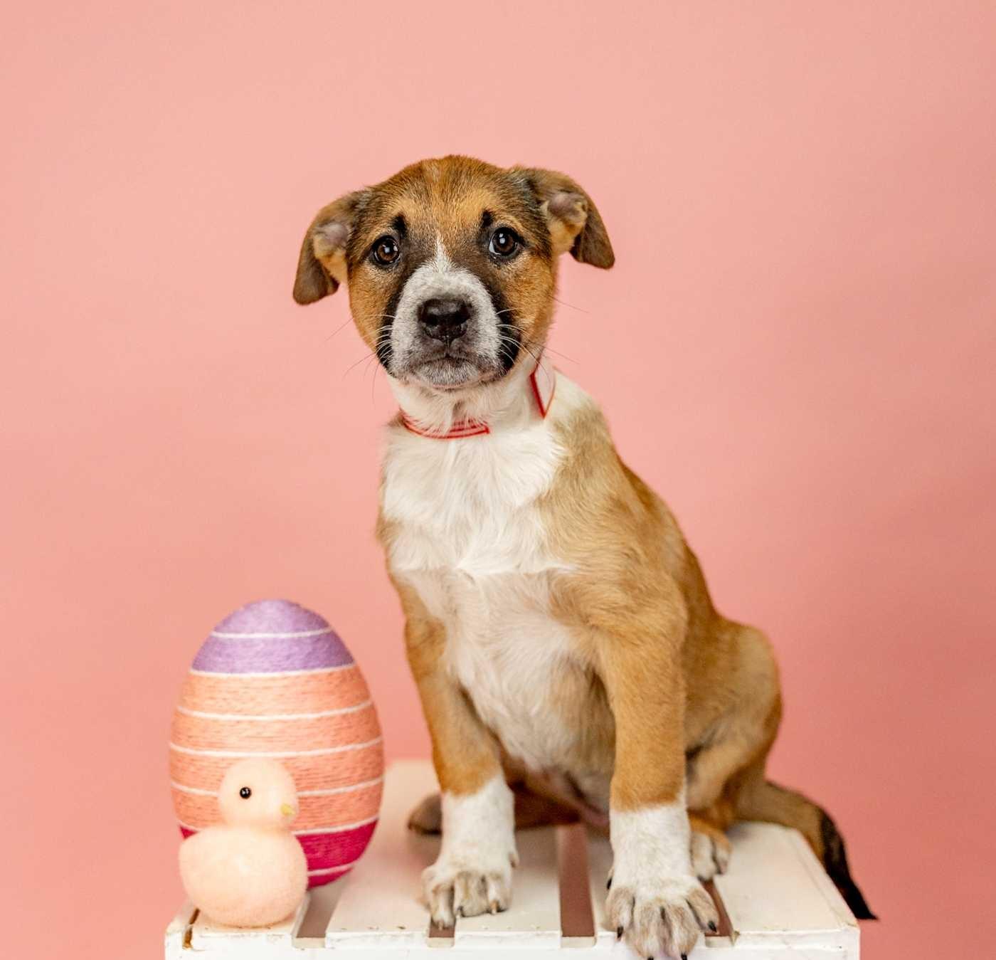 Enlarge 228-26, a ADOPTABLE mixed breed in Brighton, CO image 1/1