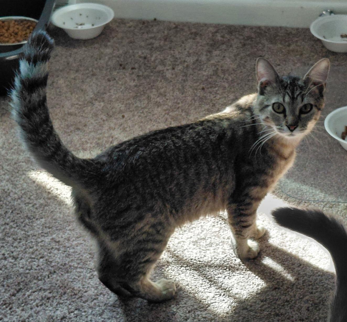 Enlarge Yarrow , a ADOPTABLE Domestic Short Hair in Peoria, IL image 2/2