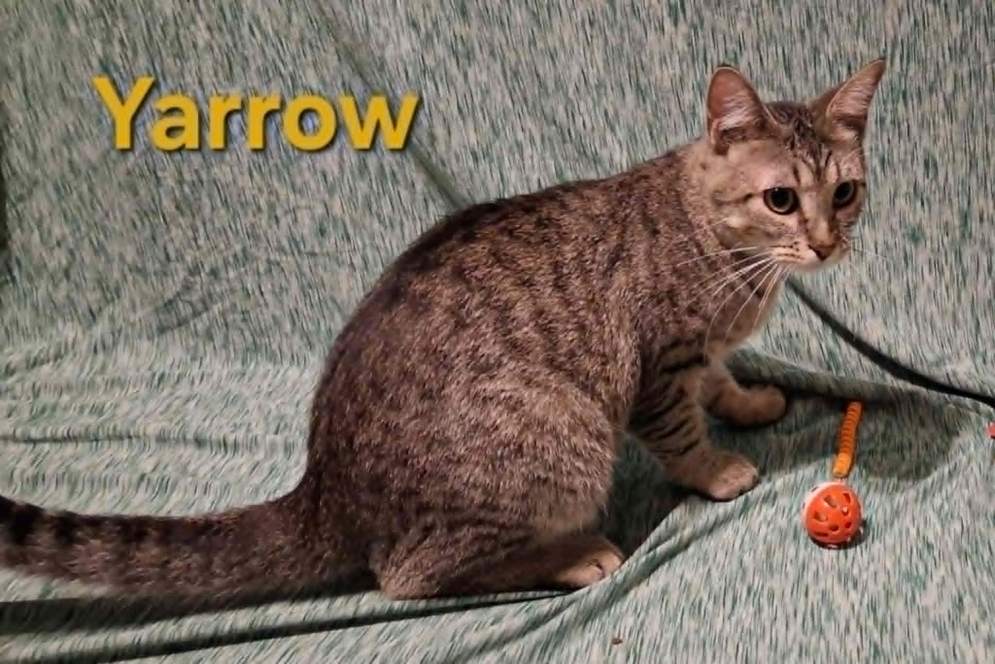 Yarrow , a ADOPTABLE Domestic Short Hair in Peoria, IL image 3/3