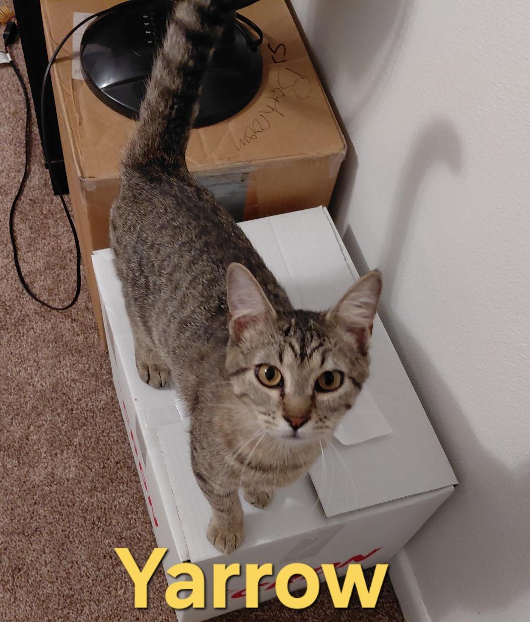 Yarrow , ADOPTABLE, Kitten Male Domestic Short Hair.