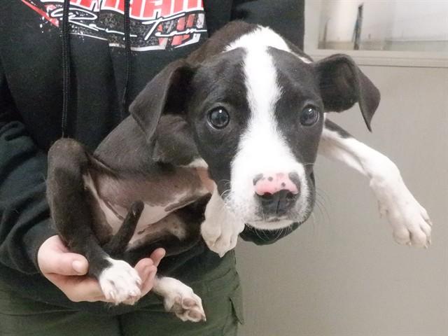 PIPER, Adoptable, Puppy Female Border Collie & Mixed Breed.