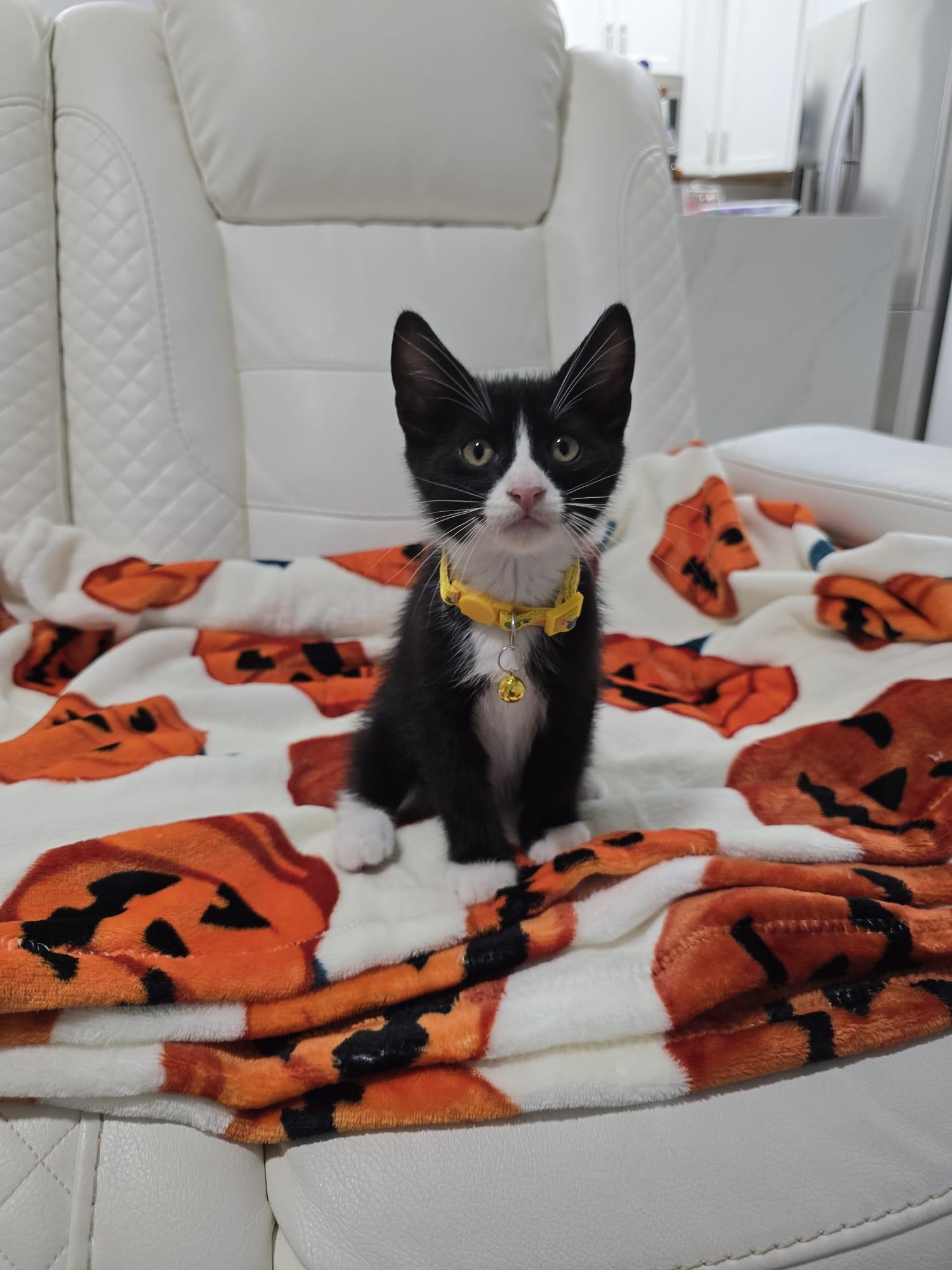 Elric, a Adoptable Tuxedo in Miami, FL image 1/5