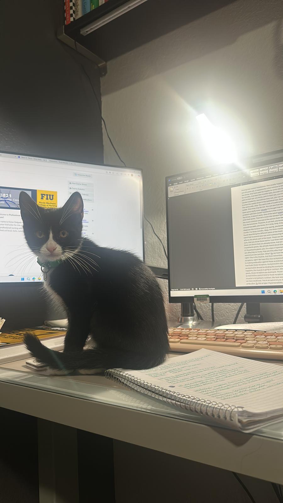 Elric, a Adoptable Tuxedo in Miami, FL image 2/5