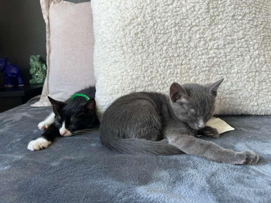 Elric, a Adoptable Tuxedo in Miami, FL image 3/5