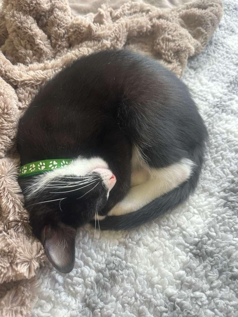 Elric, a Adoptable Tuxedo in Miami, FL image 4/5