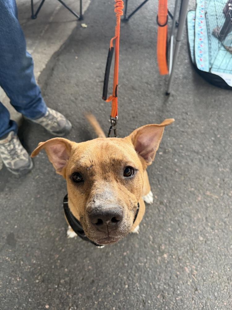 Enlarge Nelson, a Adoptable mixed breed in Aurora, CO image 3/6