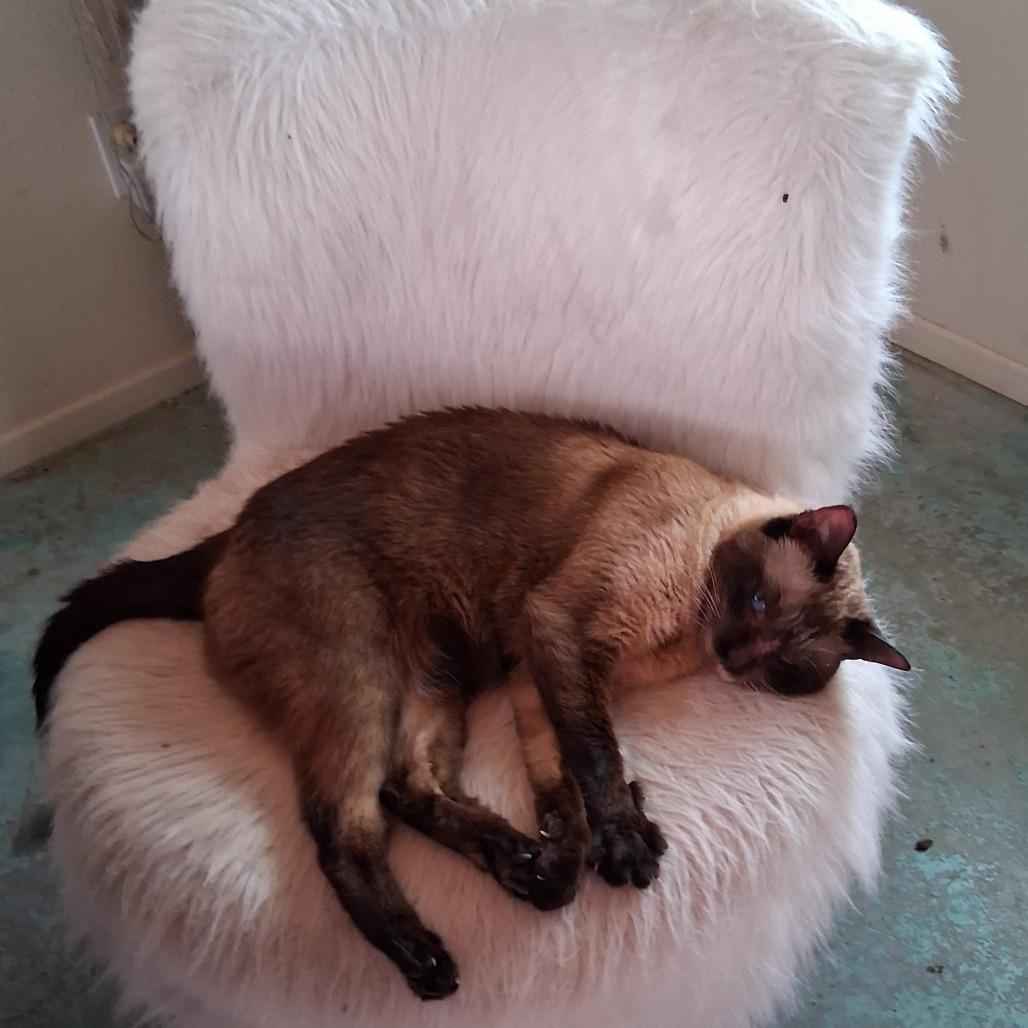Enlarge BELLA COH-A-67694, a Adoptable Domestic Short Hair in Volcano, HI image 2/6