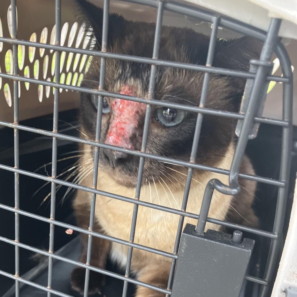 Enlarge BELLA COH-A-67694, a Adoptable Domestic Short Hair in Volcano, HI image 3/6