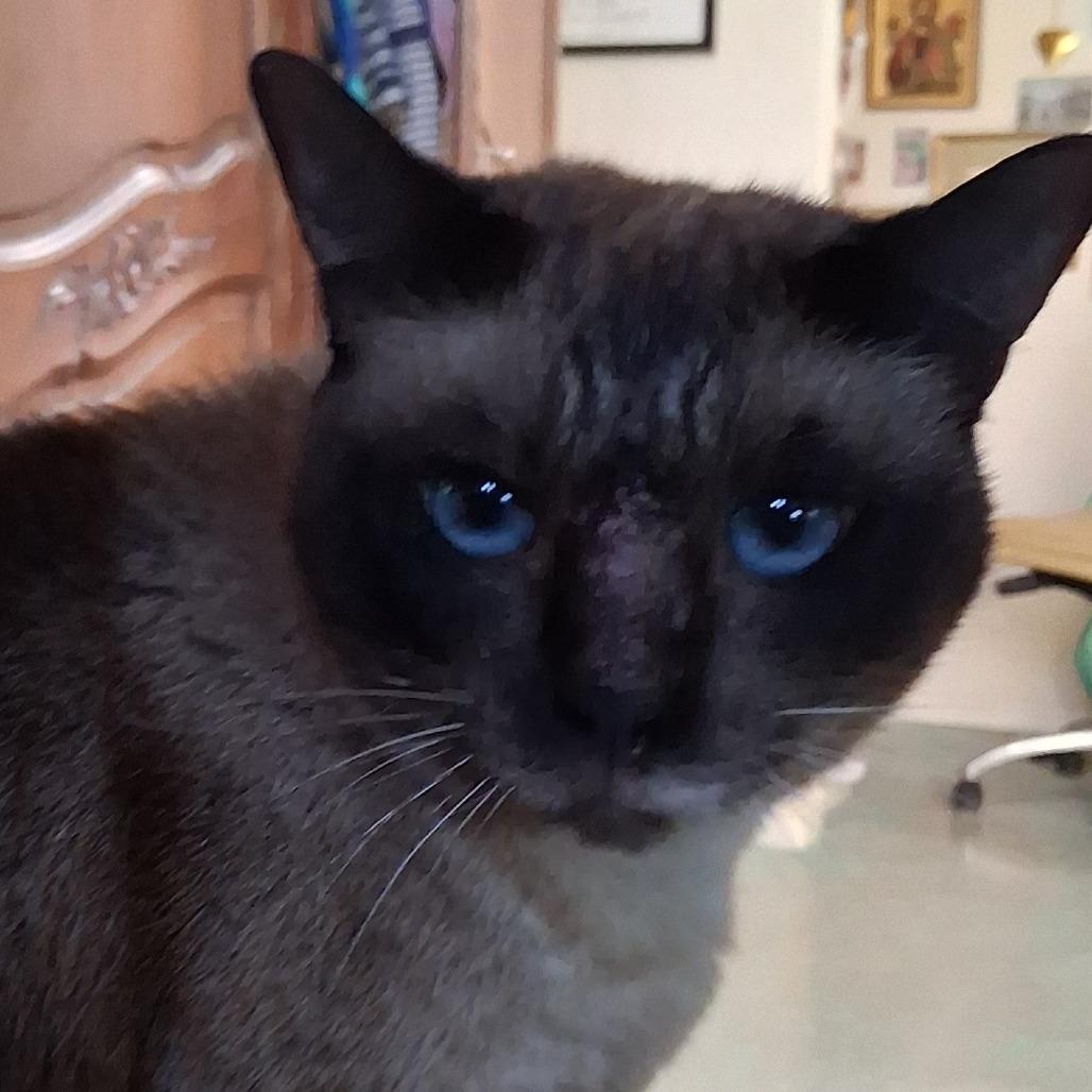 Enlarge BELLA COH-A-67694, a Adoptable Domestic Short Hair in Volcano, HI image 4/6