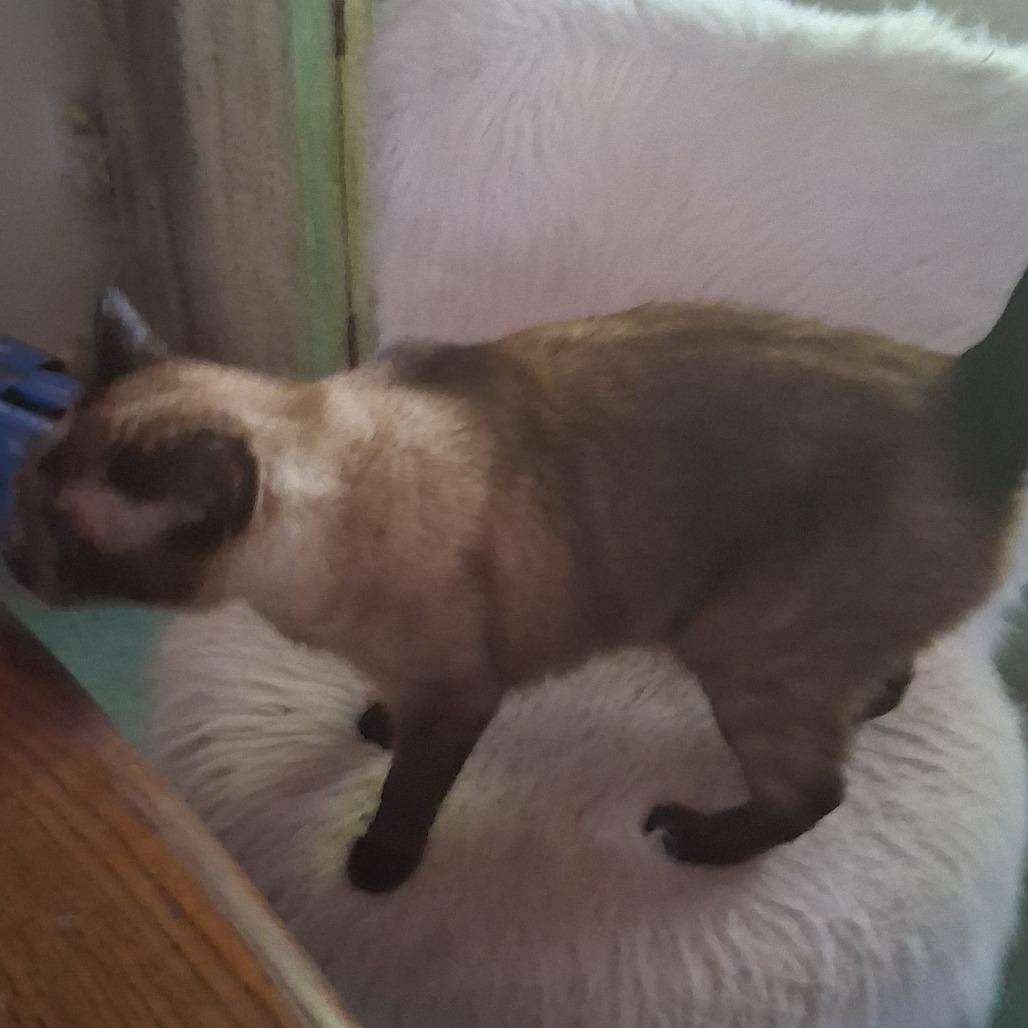 Enlarge BELLA COH-A-67694, a Adoptable Domestic Short Hair in Volcano, HI image 5/6