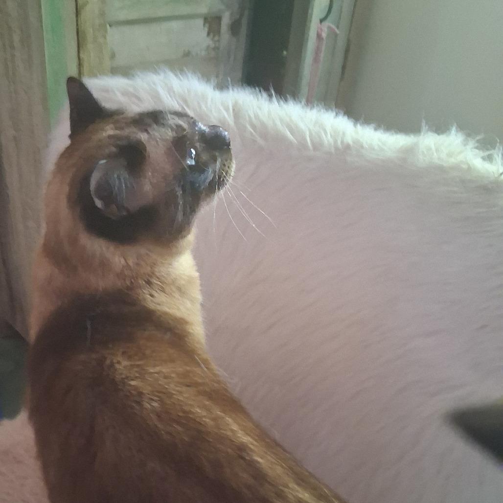 Enlarge BELLA COH-A-67694, a Adoptable Domestic Short Hair in Volcano, HI image 6/6