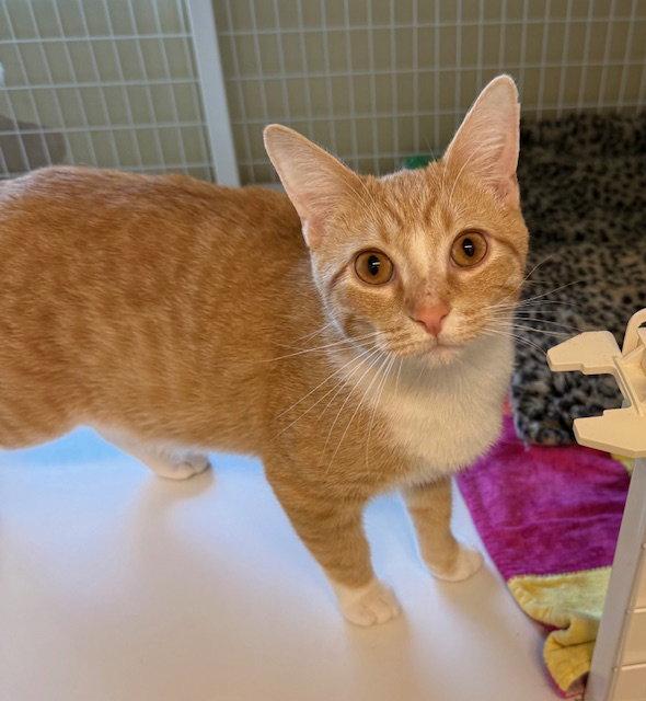 Copper (Bonded with Cannoli), Adoptable, Young Male Domestic Short Hair.