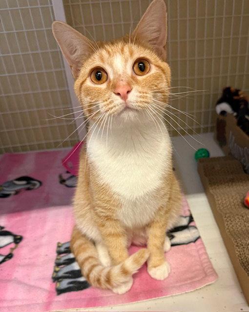 Enlarge Copper (Bonded with Cannoli), a Adoptable Domestic Short Hair in Williamsburg, IA image 2/3