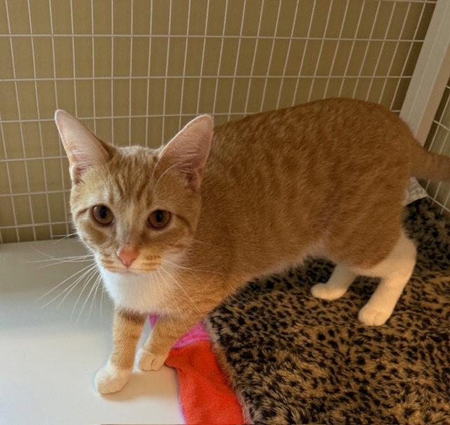 Enlarge Copper (Bonded with Cannoli), a Adoptable Domestic Short Hair in Williamsburg, IA image 3/3