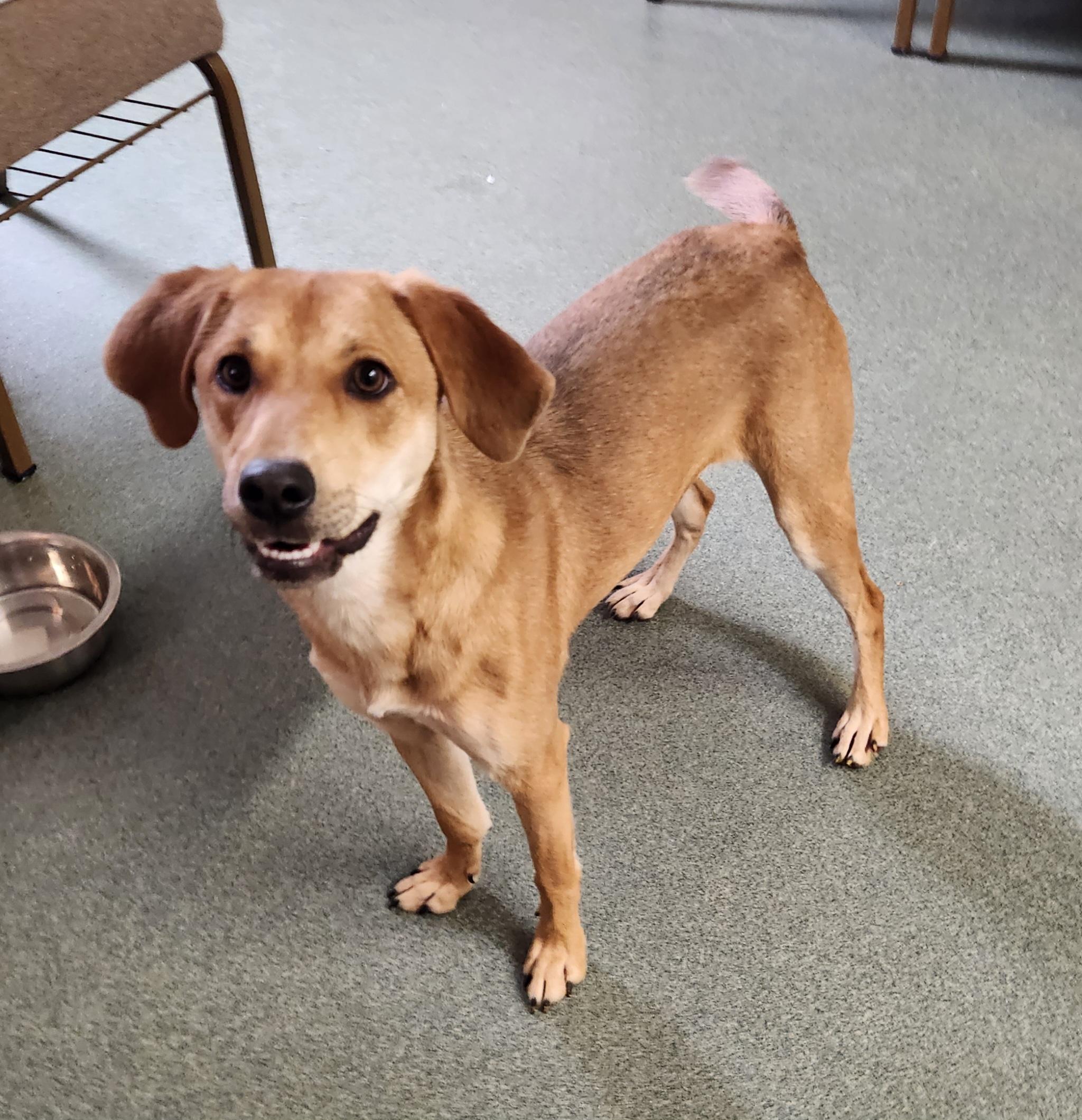 Enlarge Banana, an adopted mixed breed in Liberty Center, OH image 1/6