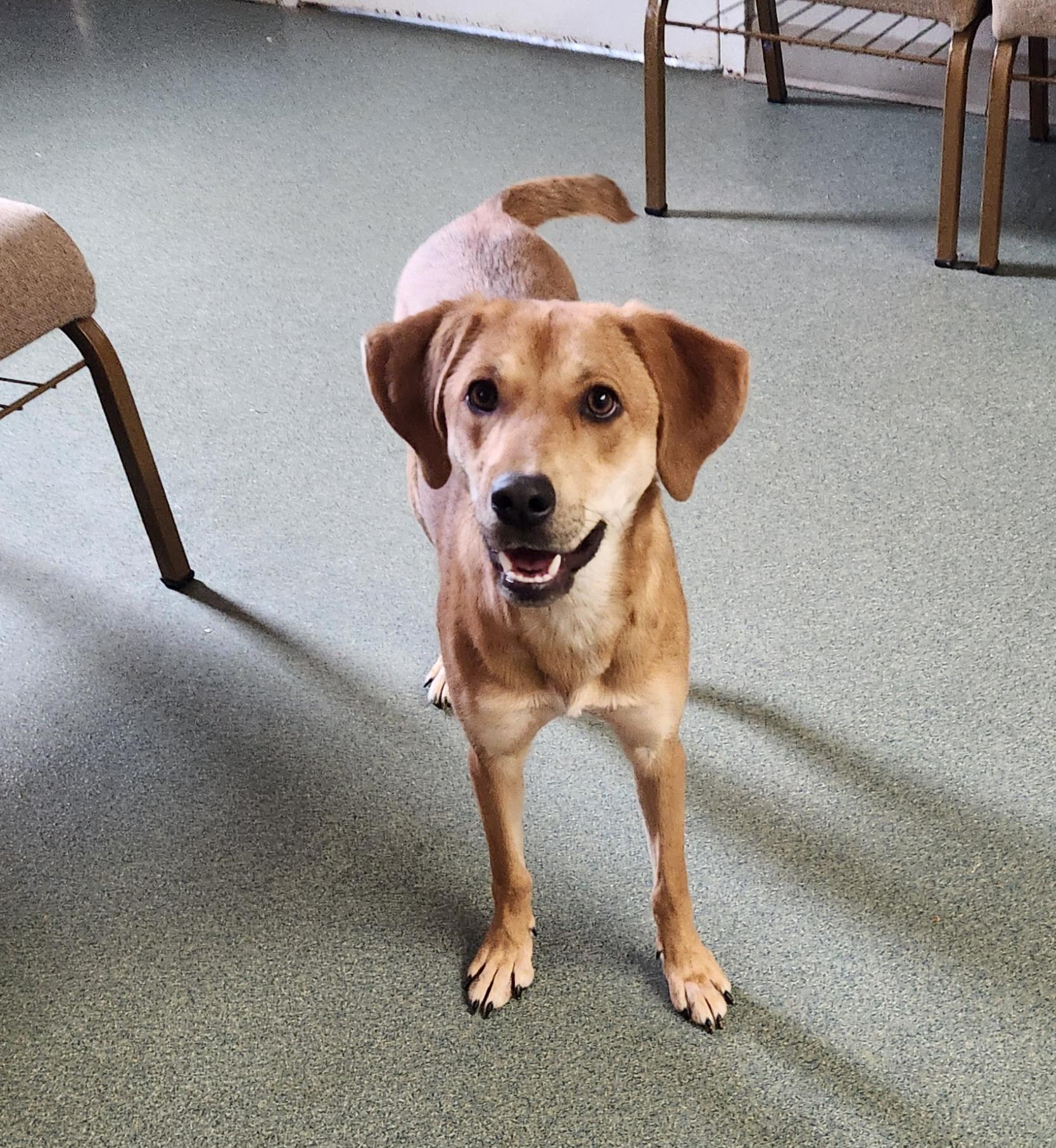 Enlarge Banana, an adopted mixed breed in Liberty Center, OH image 5/6