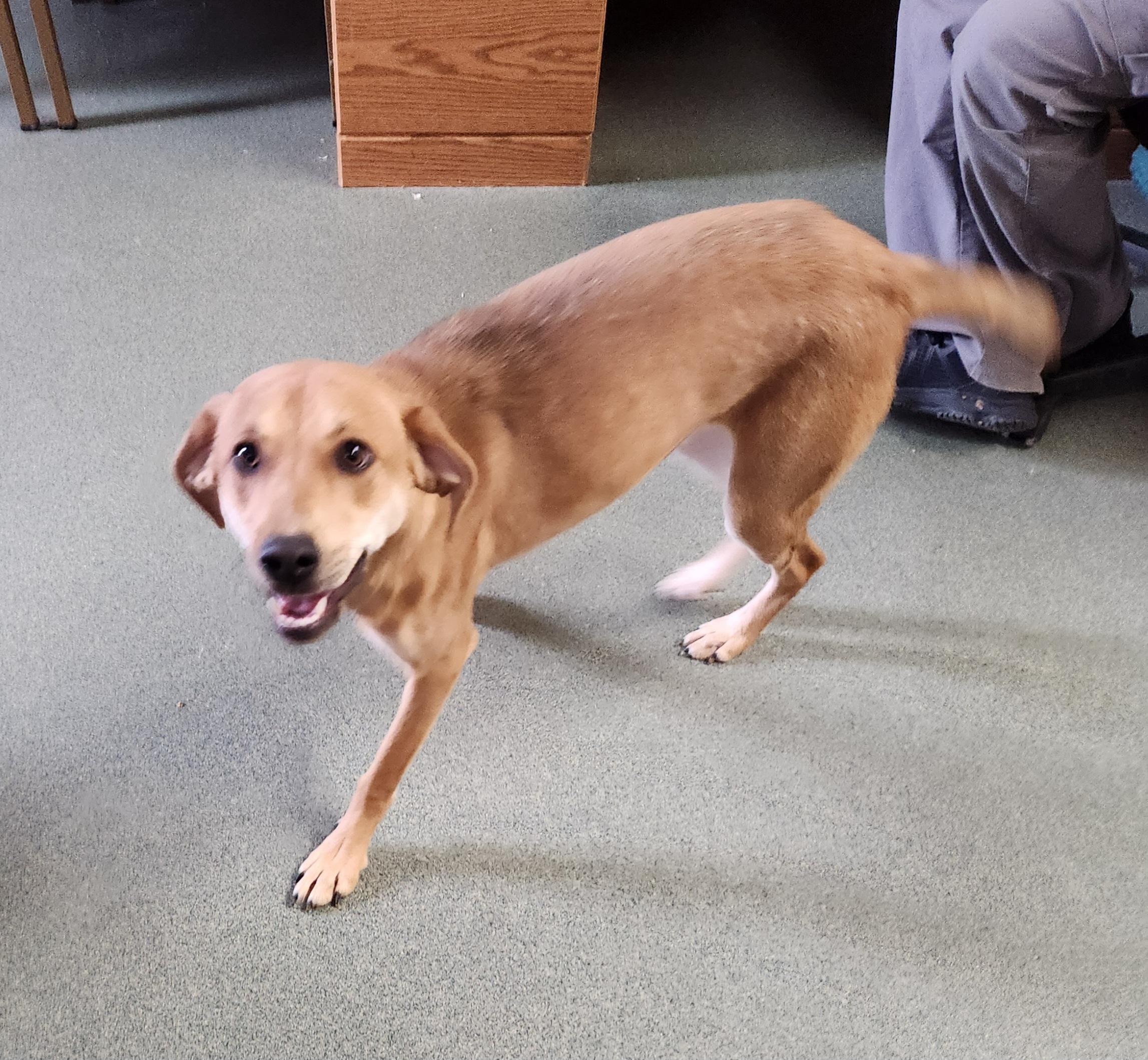 Enlarge Banana, an adopted mixed breed in Liberty Center, OH image 6/6