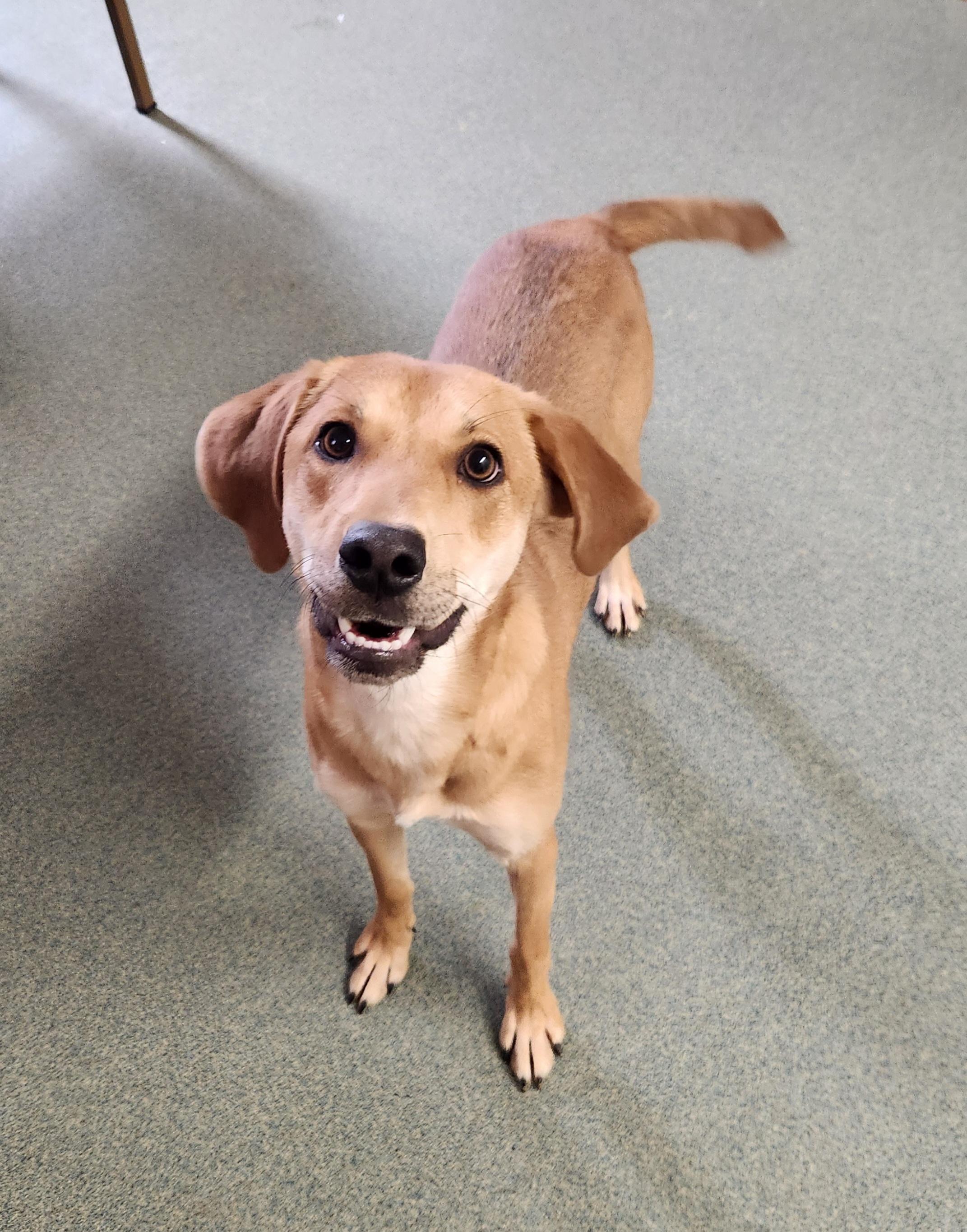 Enlarge Banana, an adopted mixed breed in Liberty Center, OH image 2/6
