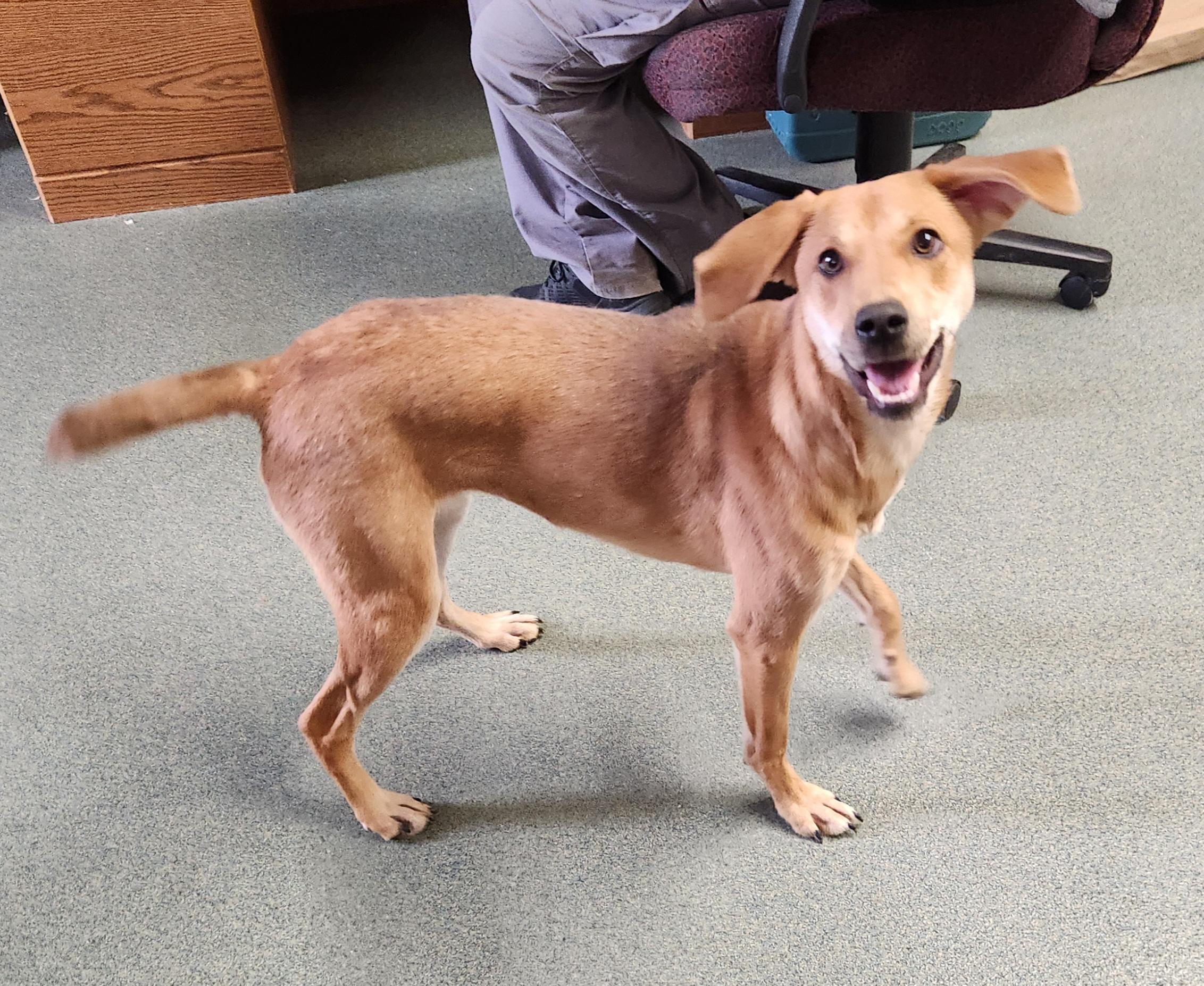 Enlarge Banana, an adopted mixed breed in Liberty Center, OH image 4/6