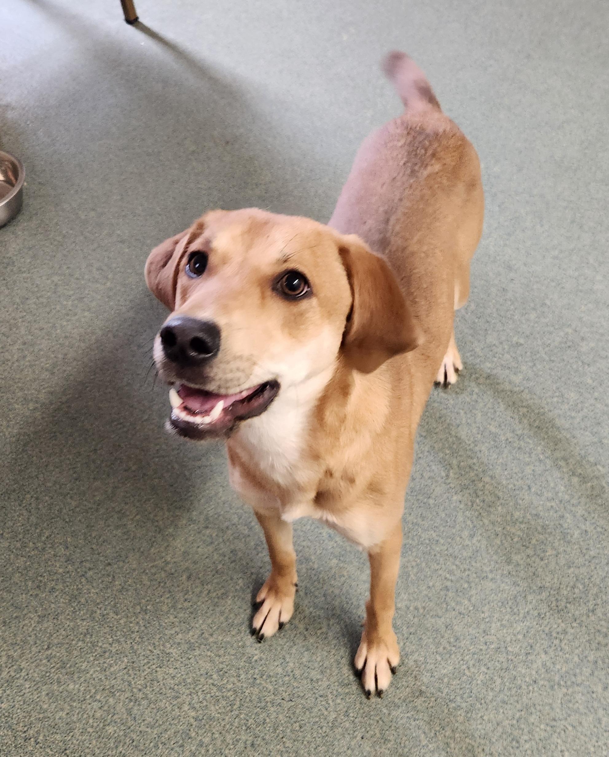 Enlarge Banana, an adopted mixed breed in Liberty Center, OH image 3/6