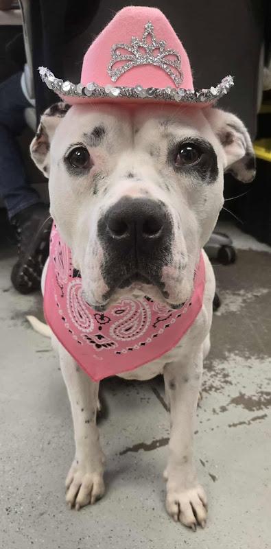Walrus **Courtesy Post. Out of town pet. See below for details**