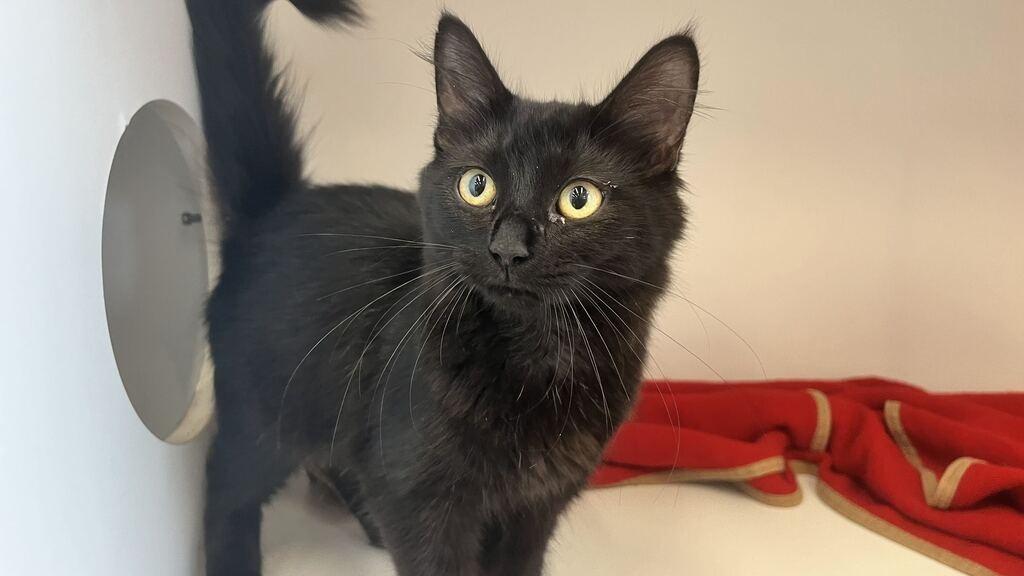 Novae, adopted, Kitten Female Domestic Medium Hair.