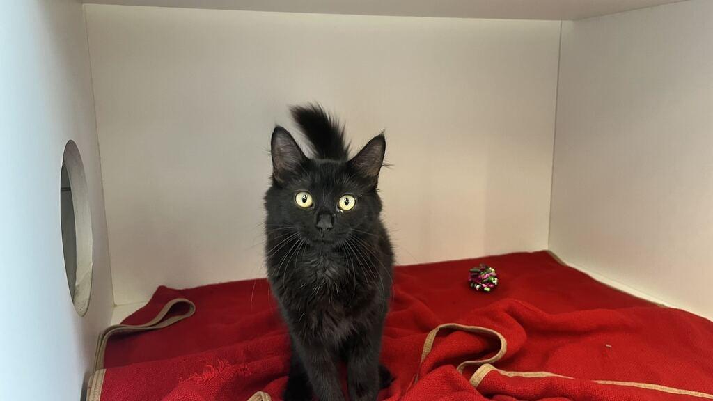 Novae, an adopted Domestic Medium Hair in Chestertown, MD image 2/4