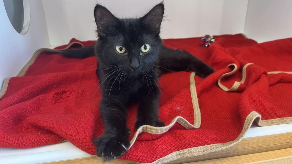 Novae, an adopted Domestic Medium Hair in Chestertown, MD image 4/4