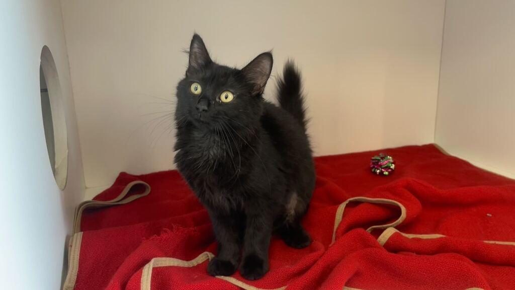 Novae, an adopted Domestic Medium Hair in Chestertown, MD image 3/4
