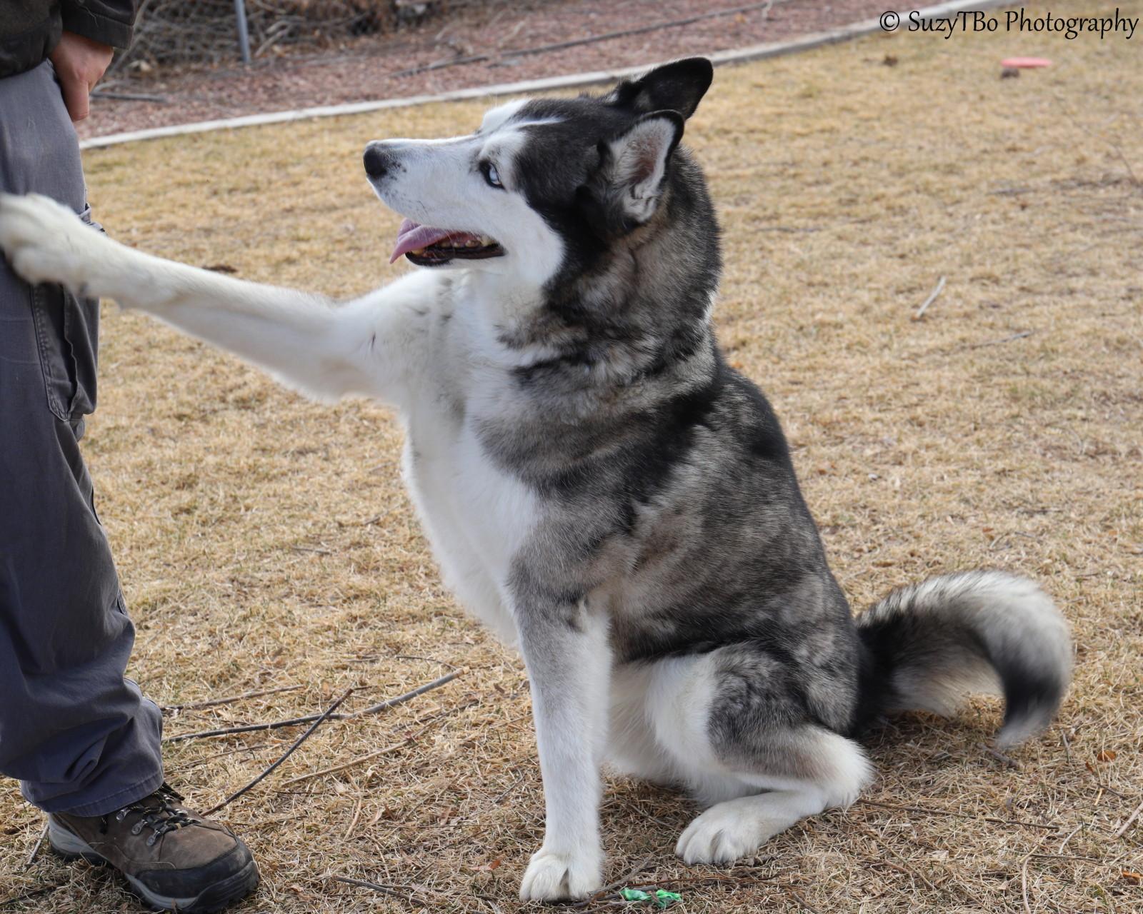 Enlarge Lobo , a ADOPTABLE Husky in Montrose, CO image 4/4