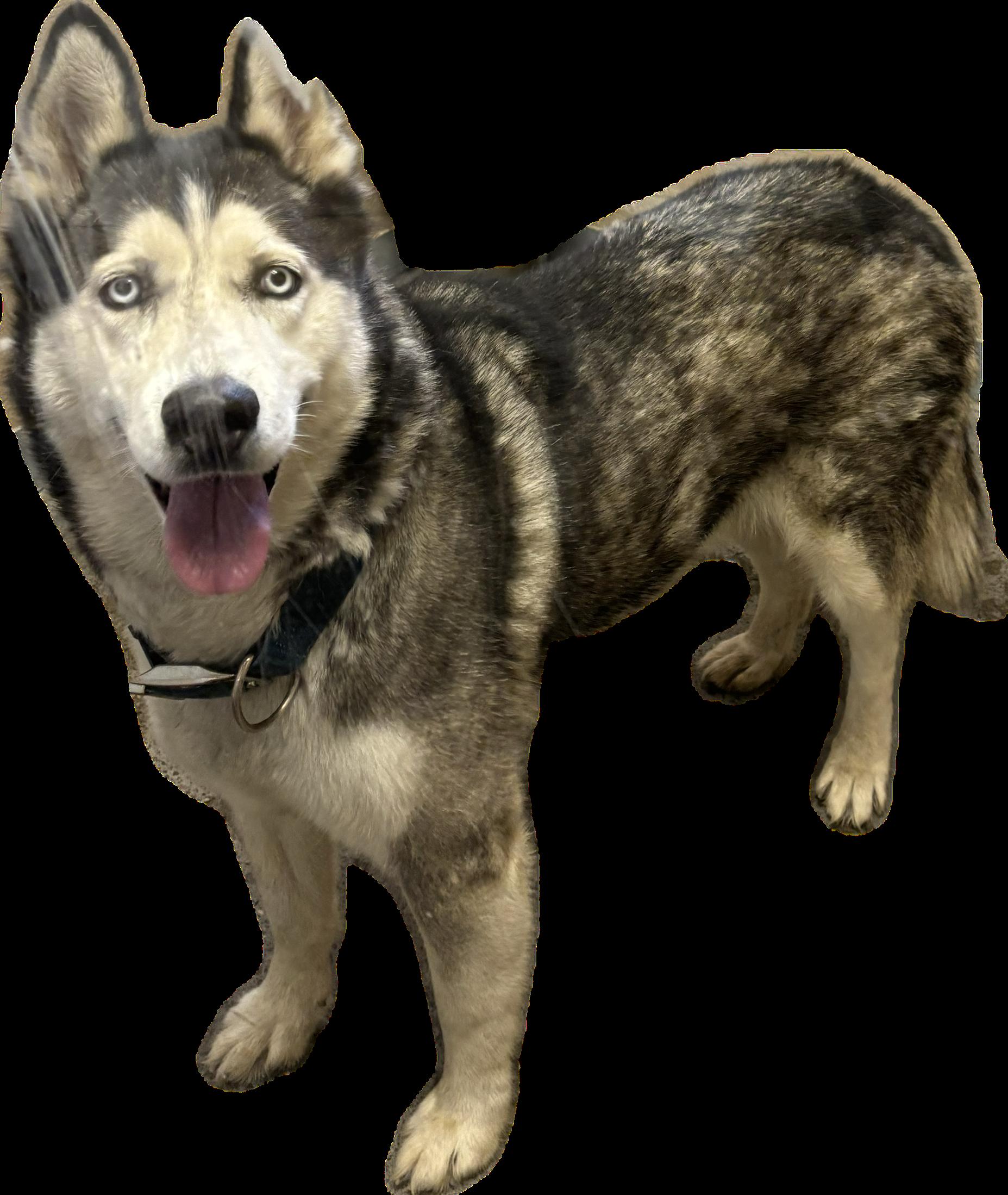 Enlarge Lobo , a ADOPTABLE Husky in Montrose, CO image 3/5