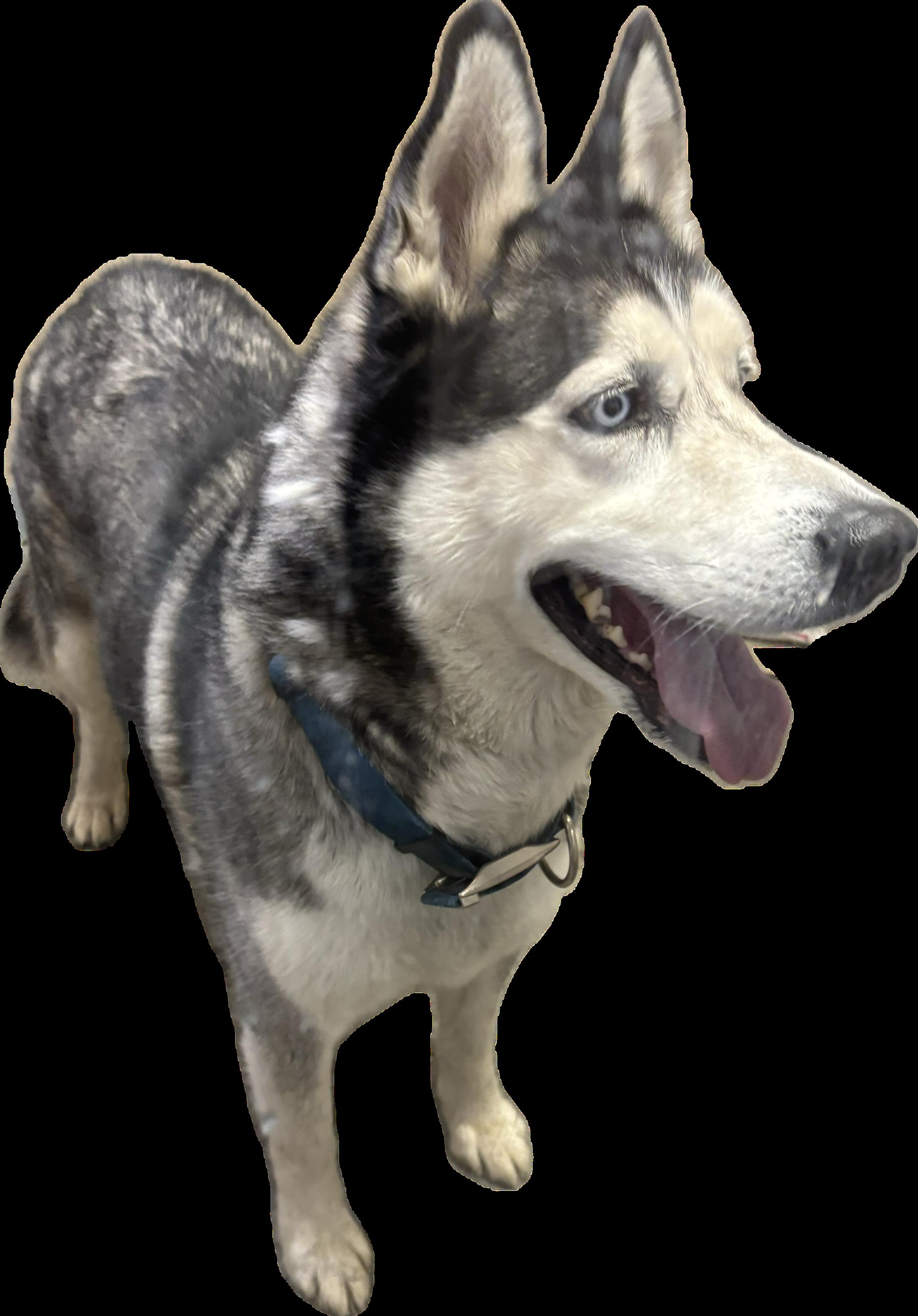Enlarge Lobo , a ADOPTABLE Husky in Montrose, CO image 1/5