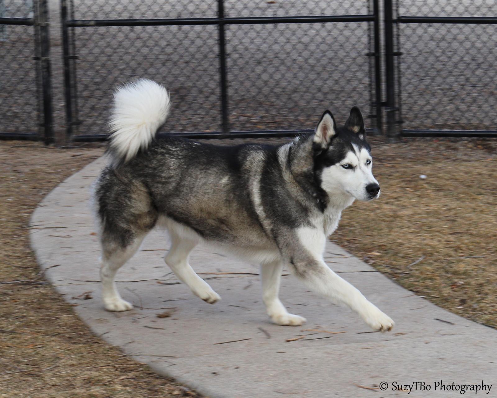 Enlarge Lobo , a ADOPTABLE Husky in Montrose, CO image 2/4