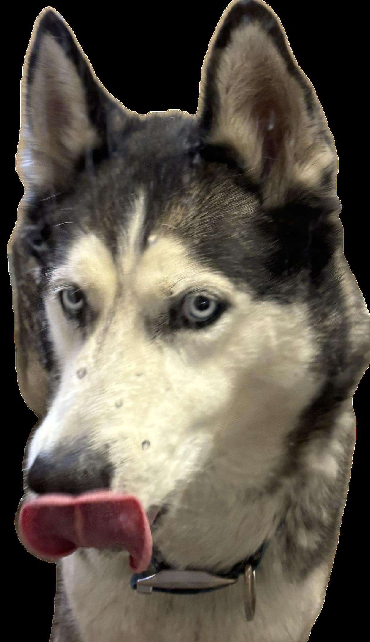 Enlarge Lobo , a ADOPTABLE Husky in Montrose, CO image 2/5