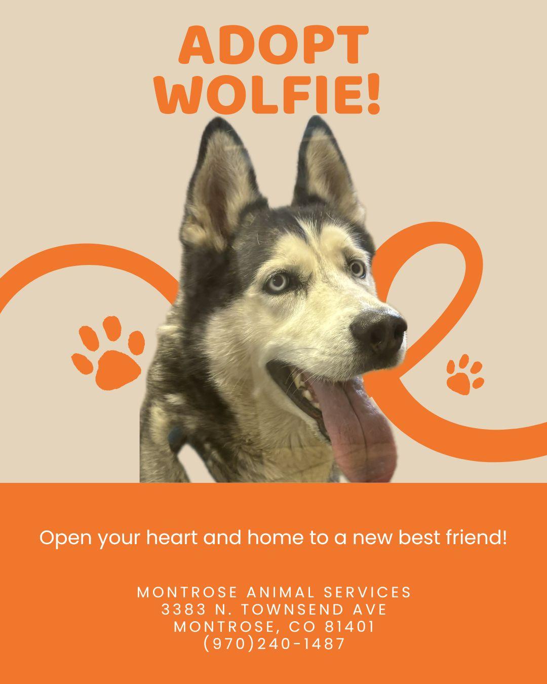 Enlarge Lobo , a ADOPTABLE Husky in Montrose, CO image 5/5