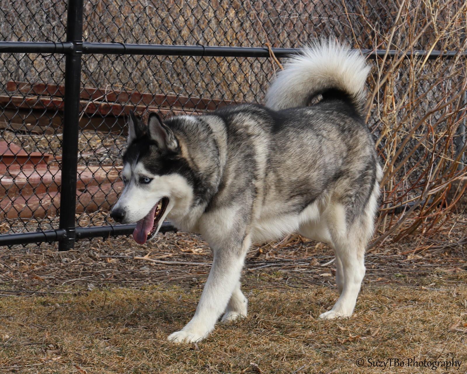 Enlarge Lobo , a ADOPTABLE Husky in Montrose, CO image 3/4