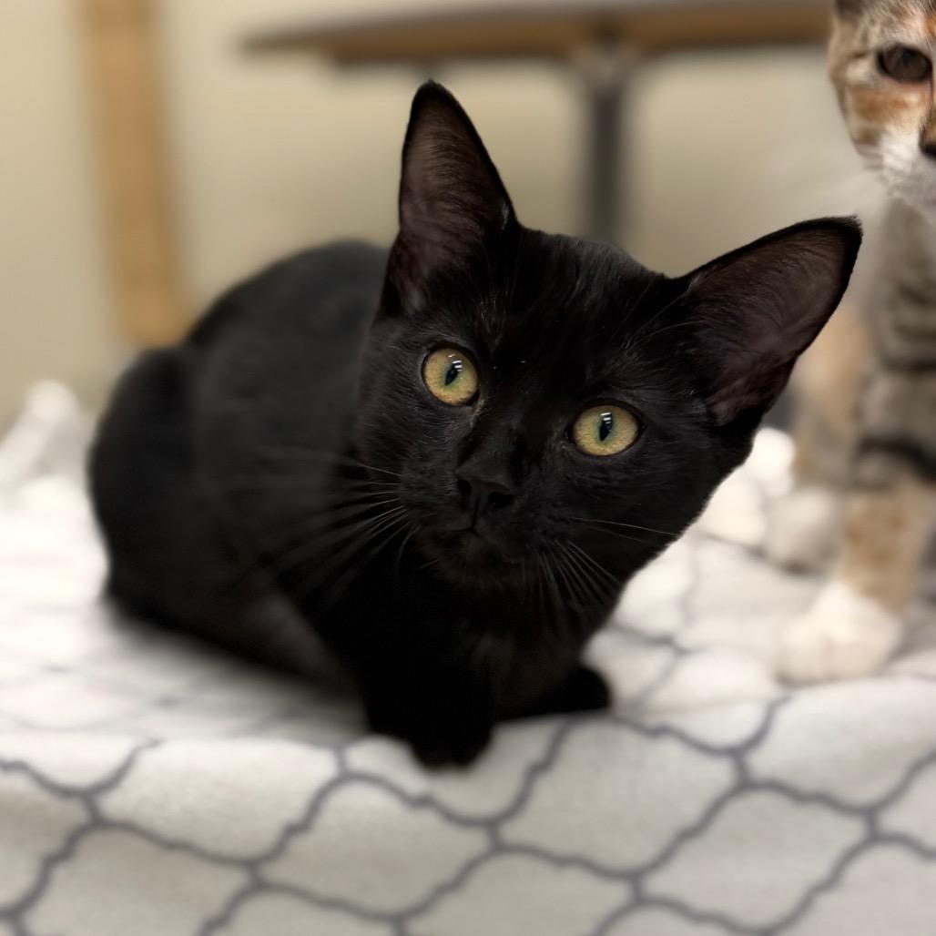 Juna, Adoptable, Kitten Female Domestic Short Hair.