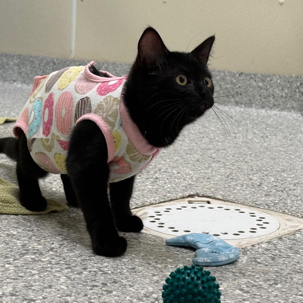 Juna, a Adoptable Domestic Short Hair in Enfield, NH image 2/2