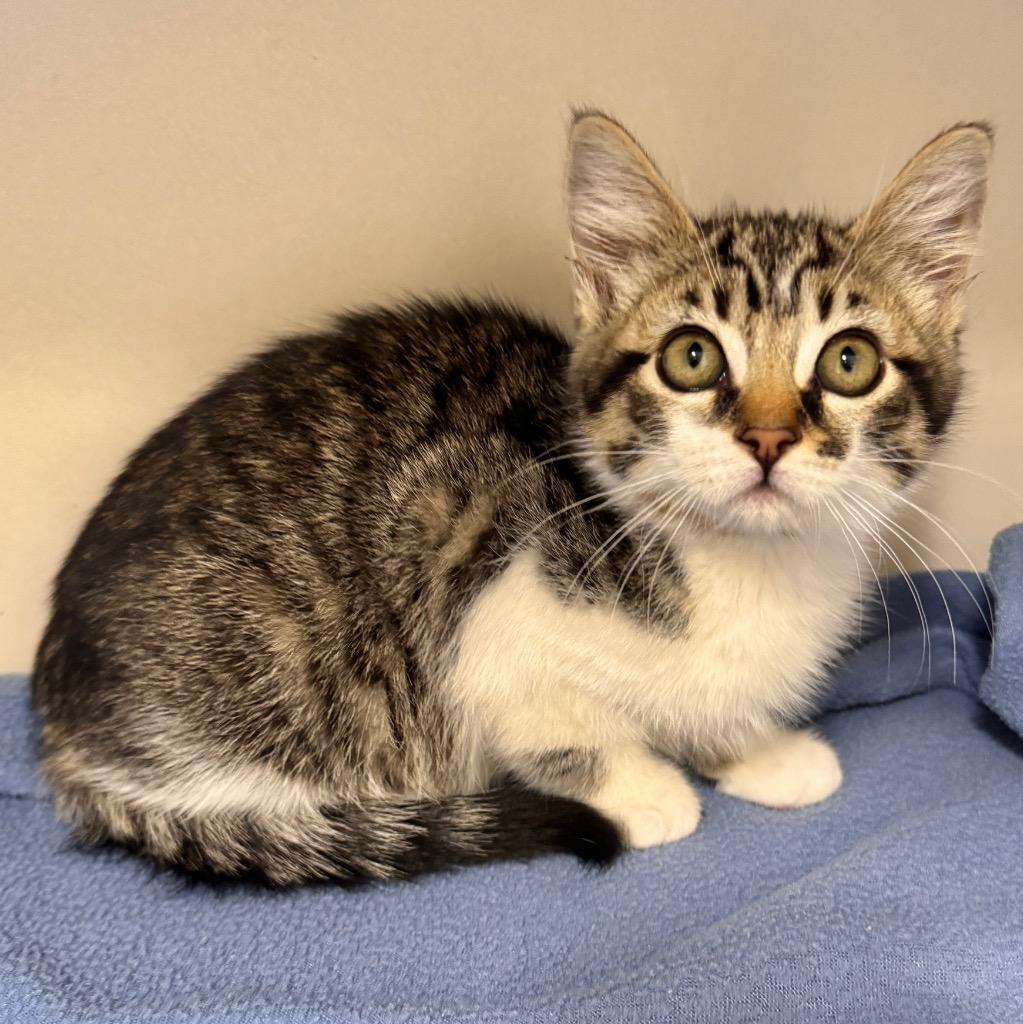 Pablo, Adoptable, Kitten Male Domestic Short Hair.