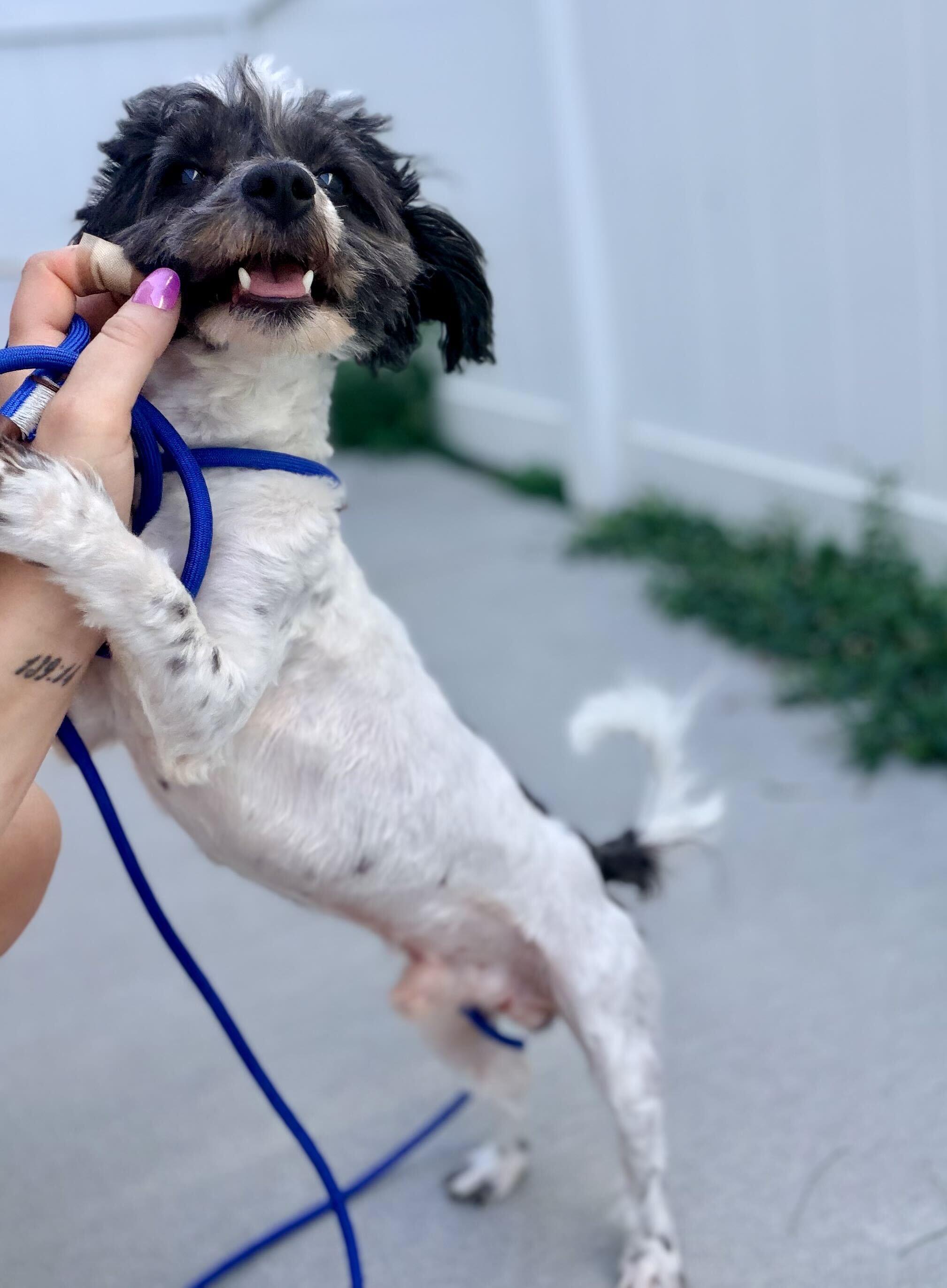 Enlarge Bramble, a Adoptable Havanese in O'Fallon, MO image 2/2