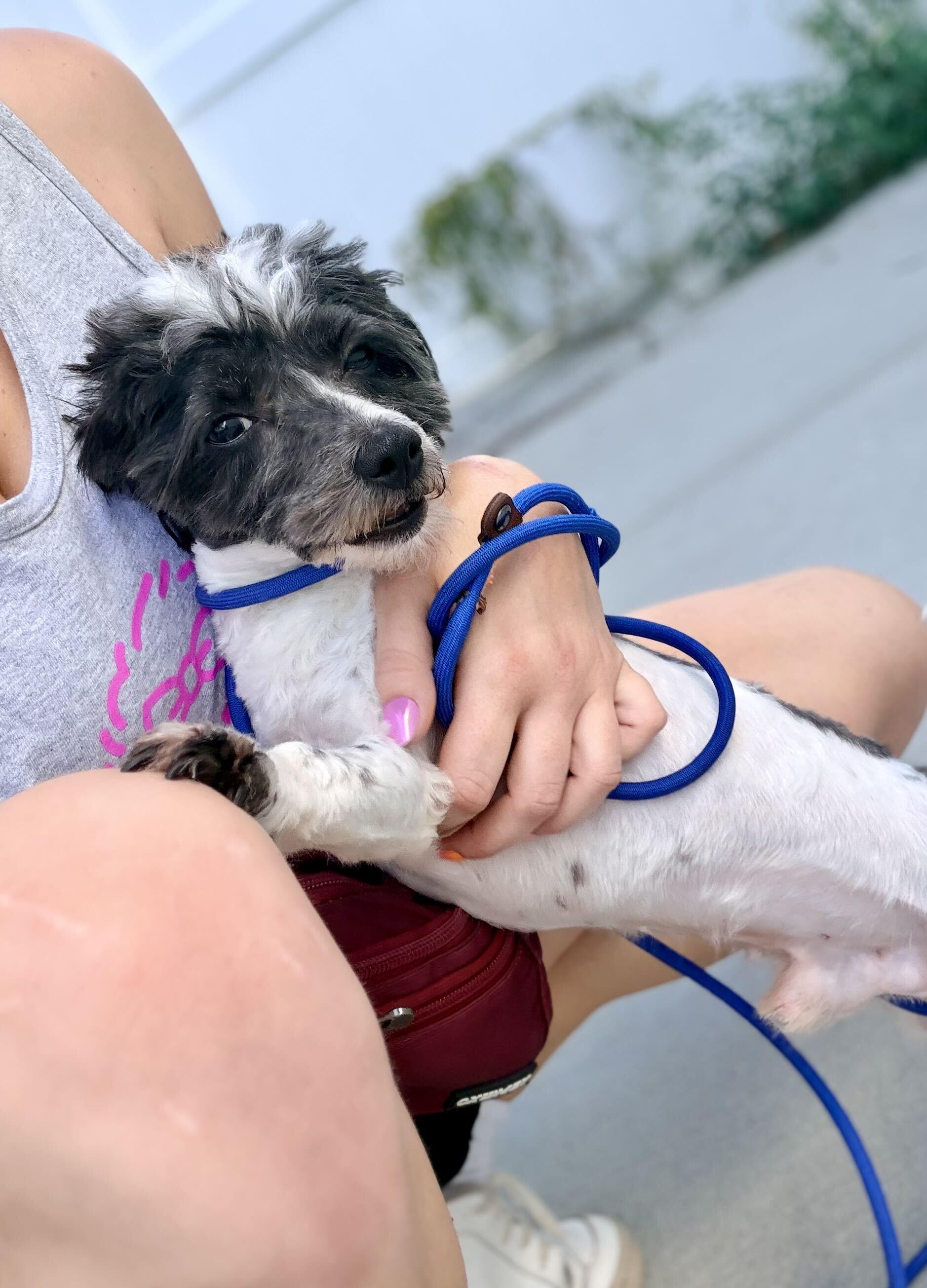 Bramble, Adoptable, Young Male Havanese.