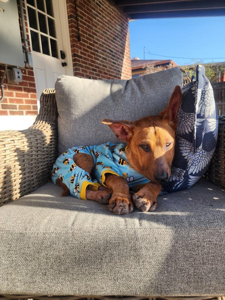 Odessa, Adoptable, Young Female German Shepherd Dog.